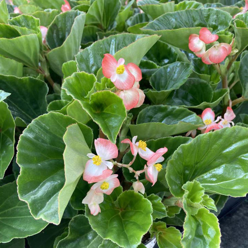 Begonia Big Rose clair Megawatt pink green leaf