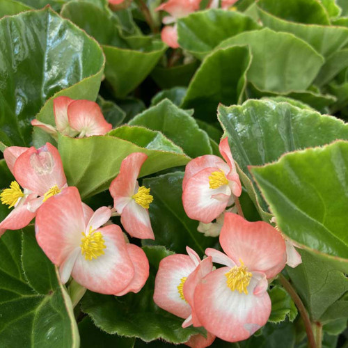 Begonia Big Rose clair Megawatt pink green leaf