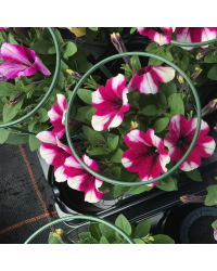 Surfinia Cascade Sweetunia Purple Touch Burgundy