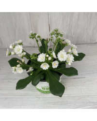 Lewisia Cotyledon Elise Blanc