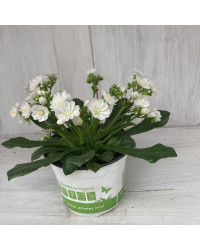 Lewisia Cotyledon Elise Blanc