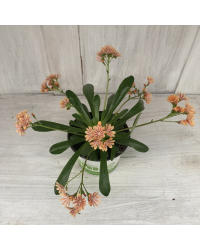Lewisia Cotyledon Elise Orange