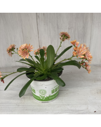 Lewisia Cotyledon Elise Orange