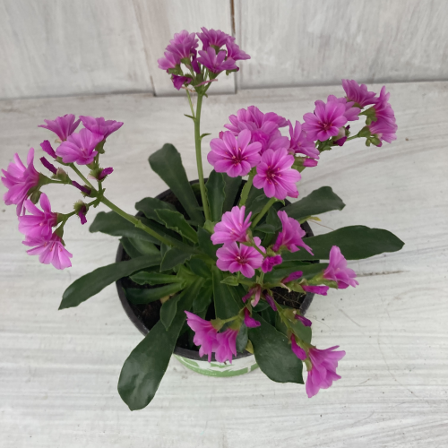 Lewisia Cotyledon Elise Rose