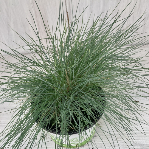 Festuca Elijah Blue