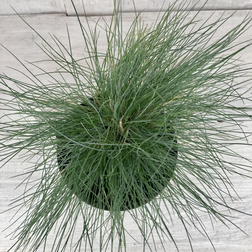 Festuca Elijah Blue