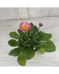 Paquerette Bellis Perennis 'Tasso Pink'