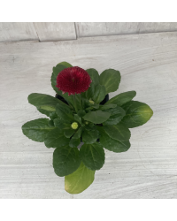 Paquerette Bellis Perennis 'Tasso Red'
