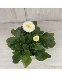 Paquerette Bellis Perennis 'Tasso White'