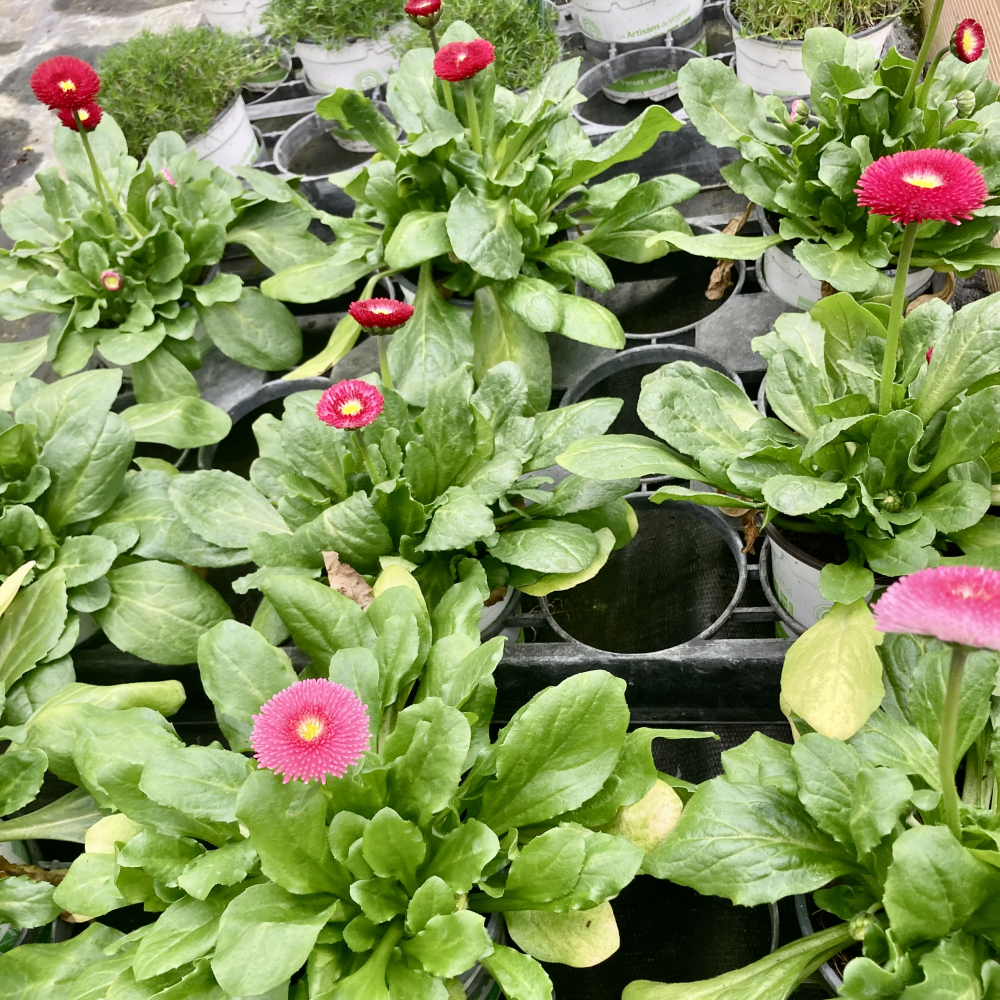 Paquerette Bellis Perennis 'Robella'