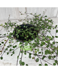 Muehlenbeckia Complexa Cheveux d'Ange