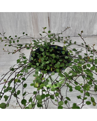 Muehlenbeckia Complexa Cheveux d'Ange