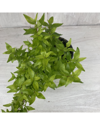 Abelia Kaleidoscope