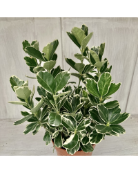 Euonymus fortunei emerald gaiety
