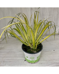 Acorus Ogon