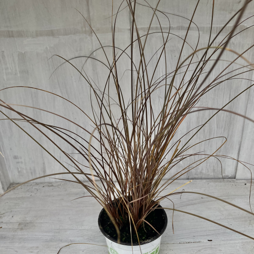 Carex Laîche Bronze de Nouvelle Zélande