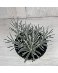 Helichrysum Weisses Wunder