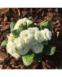 Primevere Belarina Vanilla