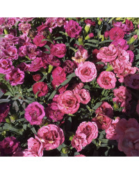 oeillet Dianthus roselly purple