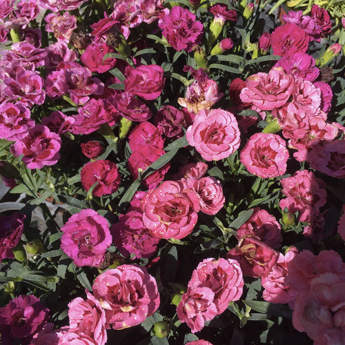 oeillet Dianthus roselly purple