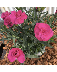 oeillet Dianthus roselly purple