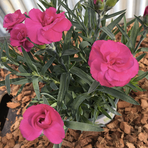 oeillet Dianthus roselly purple