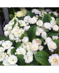 Primevere Belarina Vanilla