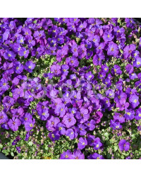 Aubrietes Gracilis Kitte Blue