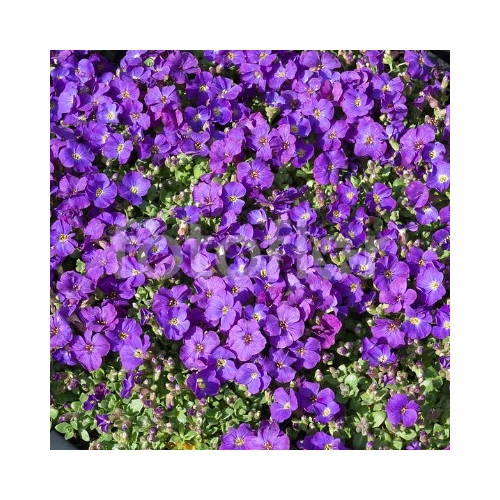 Aubrietes Gracilis Kitte Blue