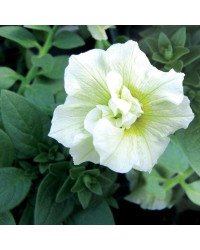 Petunia Sweetsunshine-Double White
