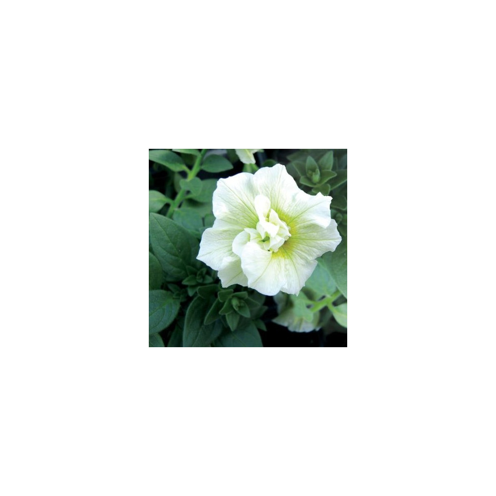 Petunia Sweetsunshine-Double White