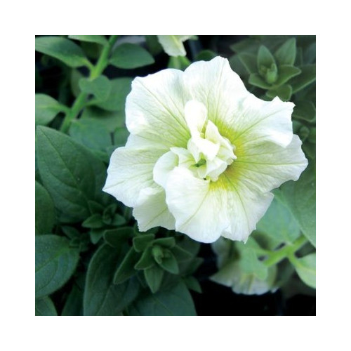 Petunia Sweetsunshine-Double White