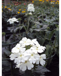 Verveine Retombante Cream White