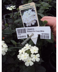 Verveine Retombante Cream White