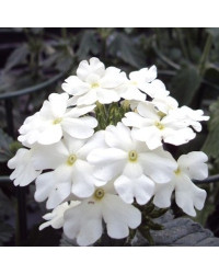 Verveine Retombante Cream White