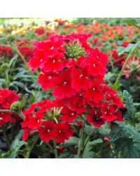 Verveine Bleus Red