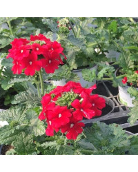 Verveine Bleus Red