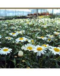 Marguerite Leucanthenum White Mountain