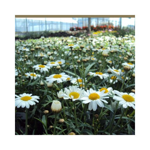 Marguerite Leucanthenum White Mountain