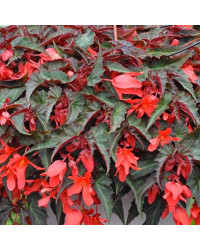 Begonia Summerwings Deep Red