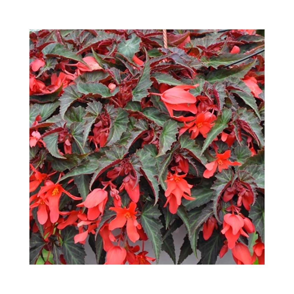 Begonia Summerwings Deep Red