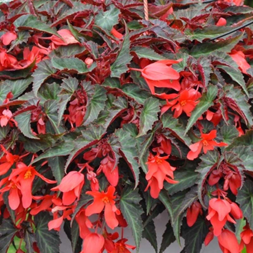 Begonia Summerwings Deep Red