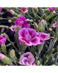 oeillet Dianthus Supertrouper Ilka