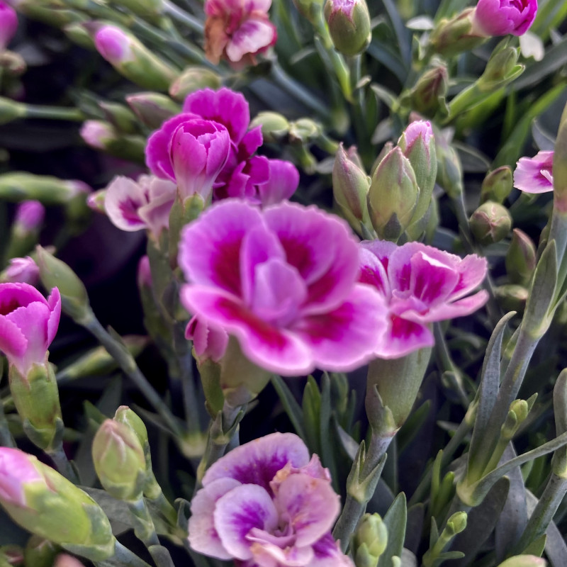 Acheter oeillet Dianthus Oscar Pink And Purple pas cher sur