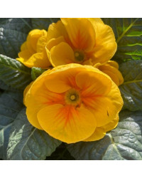 Primula Rambo Late Mix Jaune