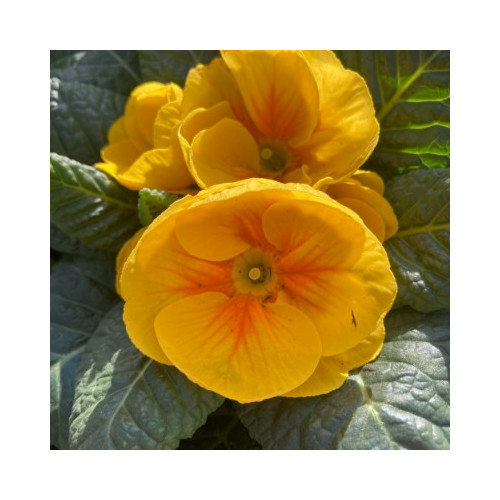 Primula Rambo Late Mix Jaune