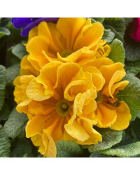 Primula Rambo Late Mix Jaune