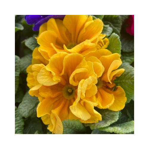 Primula Rambo Late Mix Jaune