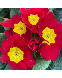 Primula Rambo Late Mix Rouge