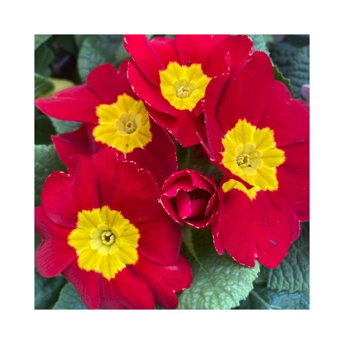 Primula Rambo Late Mix Rouge